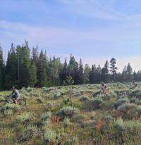 Mountain bikers riding through sage brush with pine trees and blue skies in background. 