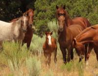 Horses on the Little Book Cliffs