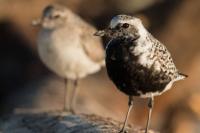 Black-bellied Plover and Mountain Plover stand next to each other.