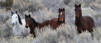 Horses in Piceance East-Douglas HMA.