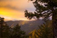 A yellow sunset over a dense coastal forest
