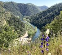 A river flowing through a green valley with a purple wildflower in the foreground.