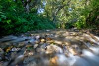 A rushing creek in a lush forest. 