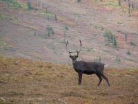 Caribou bull stops to look at the camera while crossing a treeless tundra slope in the fall. 