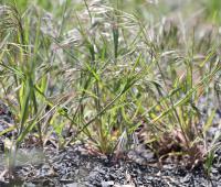 Cheatgrass, an invasive weed, grows on public land. (Photo by A. Hedrick)