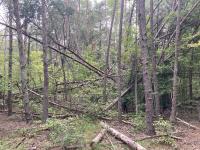 A view of fallen trees, logs, and other undergrowth among the woods at Douglas Point, Maryland.