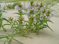 Penstemon haydenii