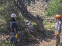 Four people wearing gloves and hardhats stand and kneel around a tree they are about to cut down.
