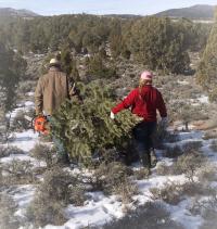 People are pictured carrying a just-cut Christmas tree.