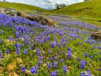 Green rolling hills of purple lupine under an overcast sky.