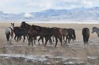 Photo shows horses of the Onaqui Herd 