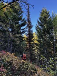 person hiking through the forest 