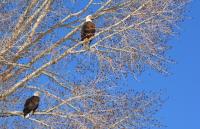 Two Bald eagles in tree in the fall