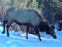 Elk looking for food in Tres Rios Field Office during the winter.