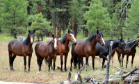 group of dark colored horses standing near trees