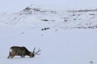 Calpet Deer in snowy field in High Desert District Monday