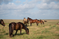 Six horses graze in an open field.