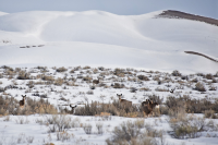Mule deer in seasonal closure area