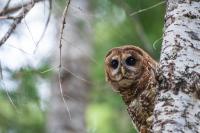 owl peeking around a tree in the forest