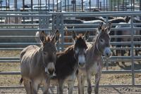 3 burros standing in a row 