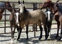 horses in a corral