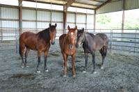 Three horses standing in a stable