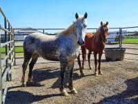 Horses corralled outside