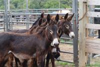 Burros in corral 