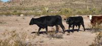 three cattle in a desert environment