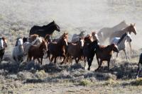 Wild horses running in Salt Wells Creek, Southwest Wyoming in 2015.