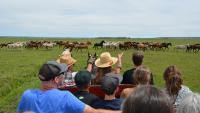 Several people sit in an open wagon looking and pointing at dozens of horses of varying color run by in a field of green grass.