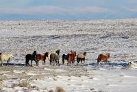 Wild horses on land in WY Adobe Town Salt Wells HMA