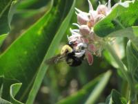 bee close up on flower