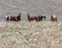 Horses standing on a hillside