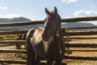 BLM-WY-DeerwoodAdoption2024