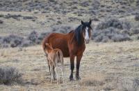 A wild horse and foal on the McCullough Peaks Wild Horse Herd Management Area by Cody Field Office, BLM WY.