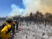Firefighters stand at the edge of a charred stand of small trees