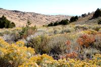 Various shrub species can be seen in this high desert region of public lands managed by the Eagle Lake Field Office.
