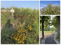 Three images
