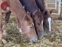 Three horses eating hay together in a corral