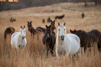 Wild horses grazing in Oklahoma. 
