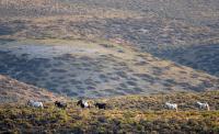 Wild horses roam on public lands in Wyoming during a 2018 gather.