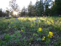 Wildflowers with trees, sunlight in background. 