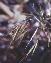 BLM-WY-Cheatgrass