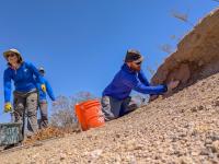 BLM employee Ralph Burrillo applies a fresh coat of mud to the adobe wall while BLM employee Theresa Condo hauls more mud. They are both wearing hats and blue long sleeve shirts.