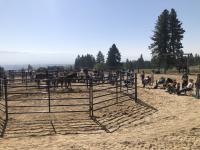 a photo of spectators watching a horse clinic outside of a round pen