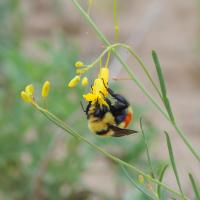 A bee gathers nectar from a yellow wildflower in Table Mountain, WY. 