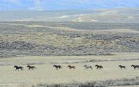 Wild horses run through the Great Divide Basin in southwest Wyoming in October 2021