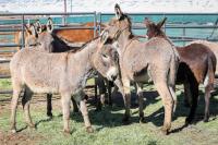 Six burros at the coral in Rock Springs.