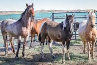 Three wild horses in coral in Rock Springs Wyoming